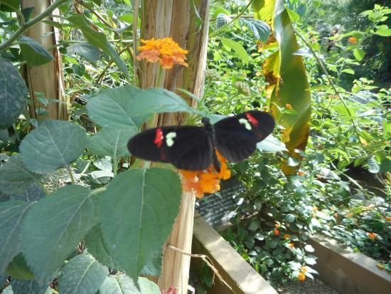 Buckfast Butterfly Farm and Dartmoor Otter Sanctuary